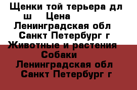 Щенки той терьера дл.ш. › Цена ­ 30 000 - Ленинградская обл., Санкт-Петербург г. Животные и растения » Собаки   . Ленинградская обл.,Санкт-Петербург г.